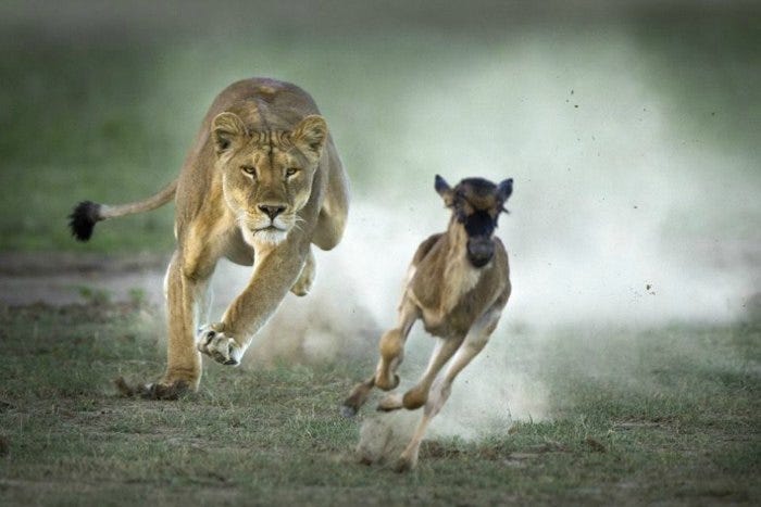 Trade Like a Lion